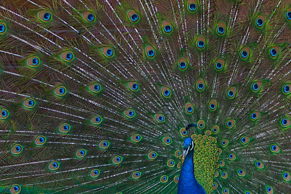 peacock with a huge tail view