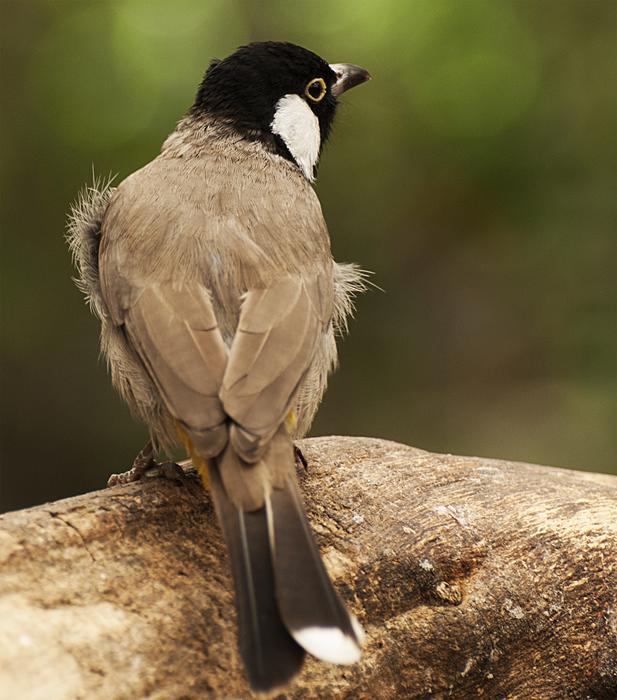 bird back feathers beak
