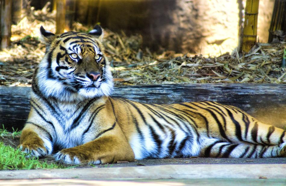 there's a tiger at the zoo
