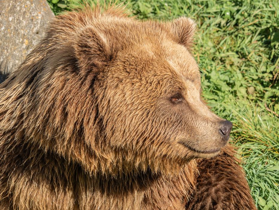 brown furry bear in a national park