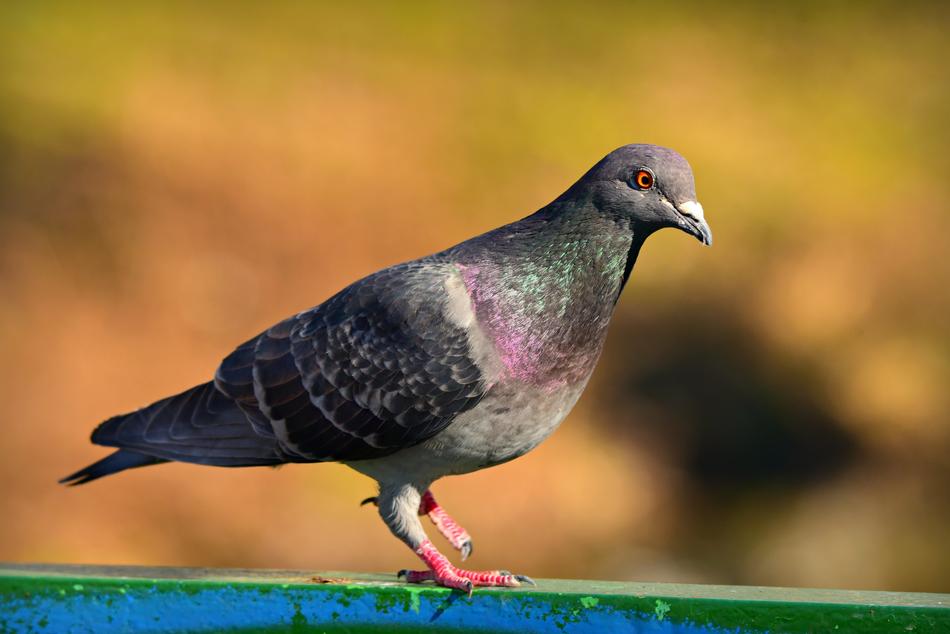 black pigeon with beautiful feathers