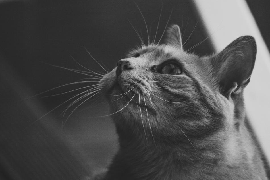 cute cat with a big moustache