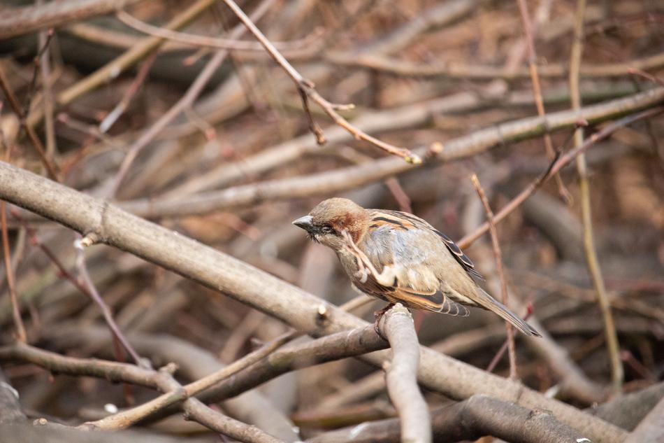 little sparrow in the branches