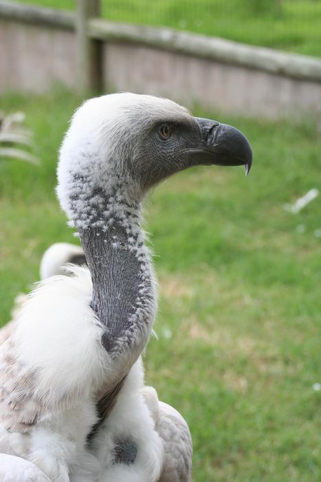 fluffy white bird with a black beak