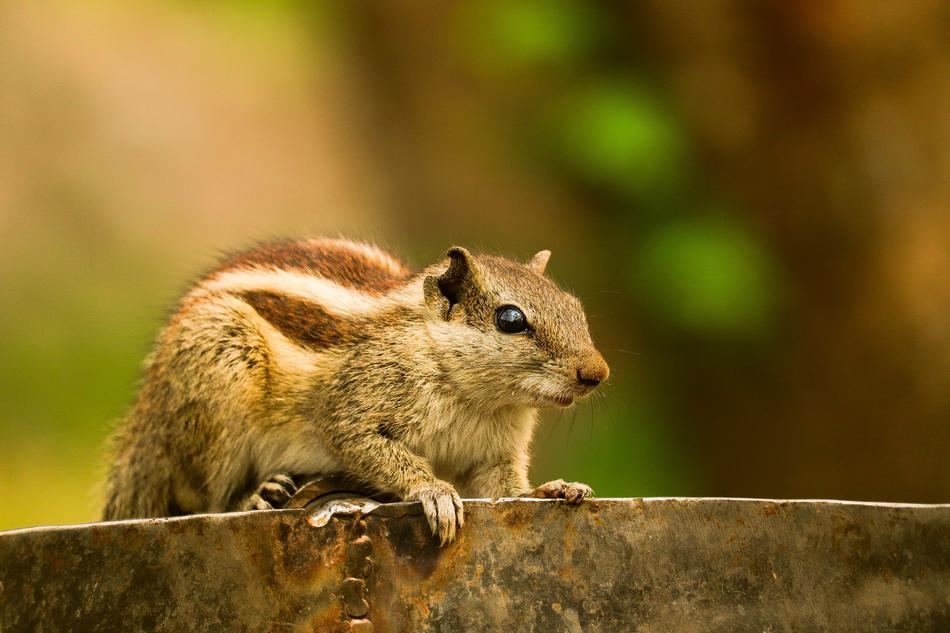 little squirrel on the wall