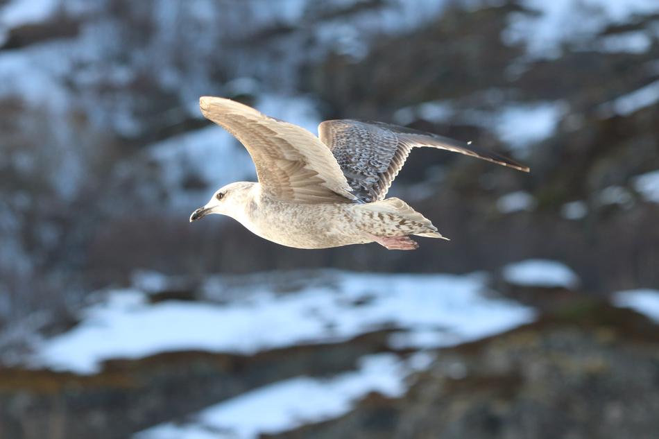 a magnificent bird in a snowy sky