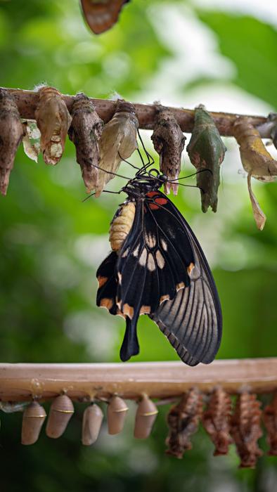 black butterfly on a branch