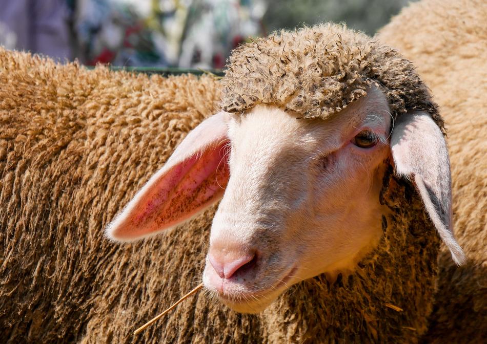 a nice sheep with a nice face