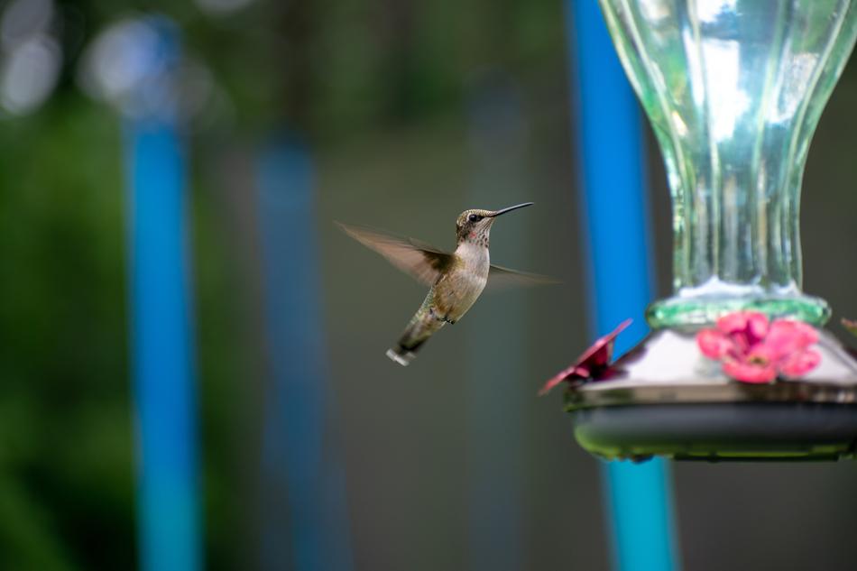 a little bird by a glass of flowers.
