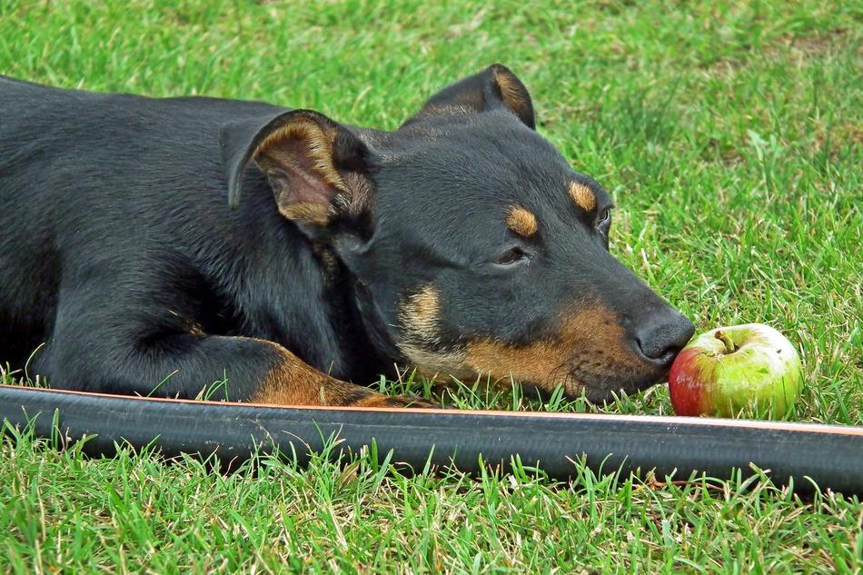 black dog with an apple on the grass