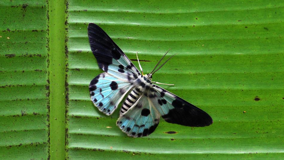 big butterfly with a blue background
