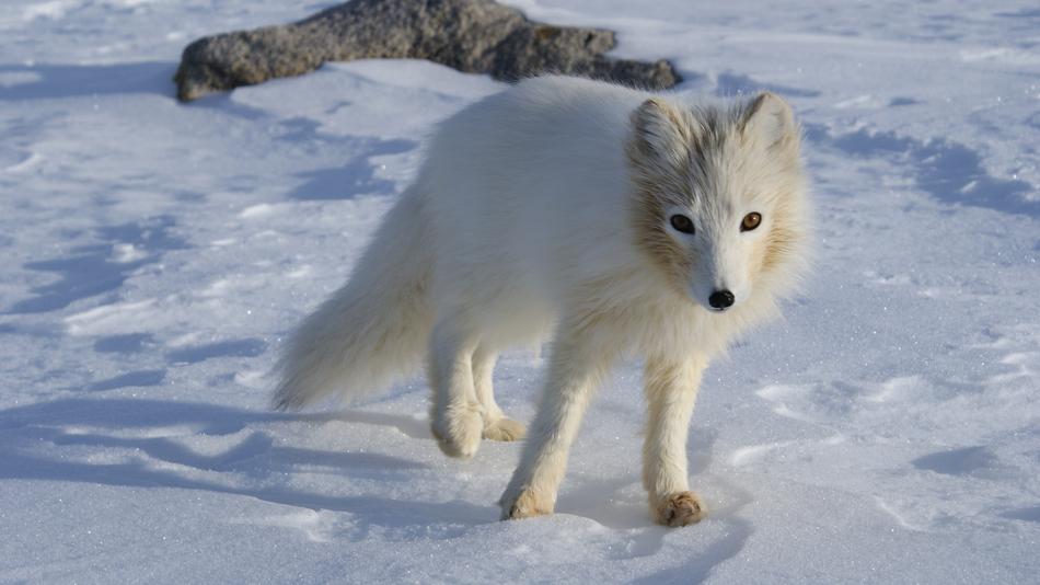 white fox in the snow