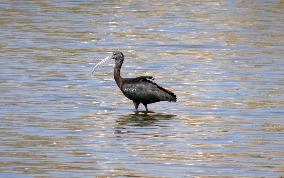 a black bird with a long beak in the water