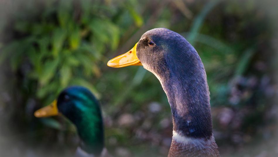 The black duck with the lake is beautiful.