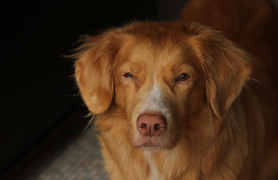 ginger friend of man