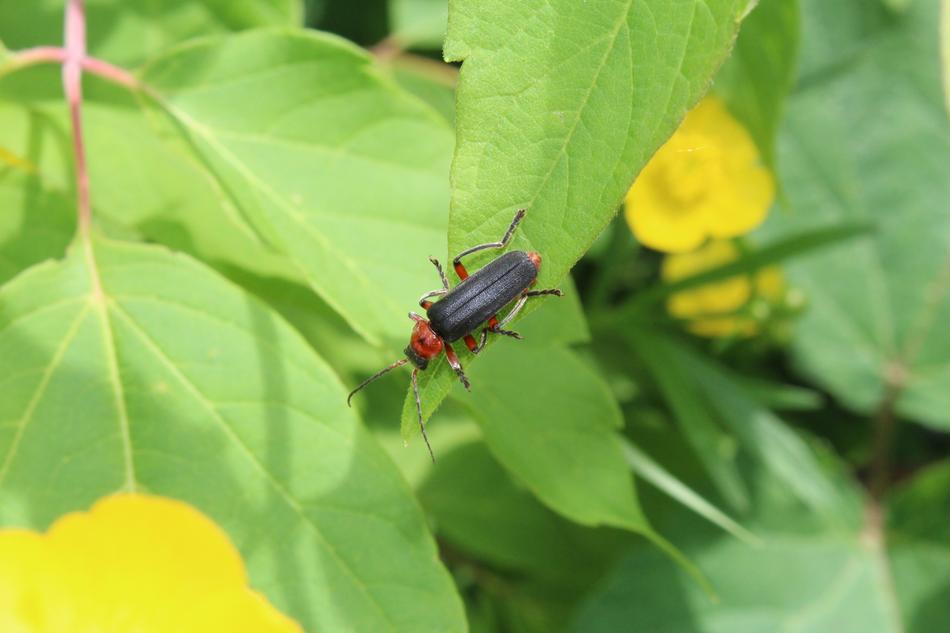 black beetle with green foliage