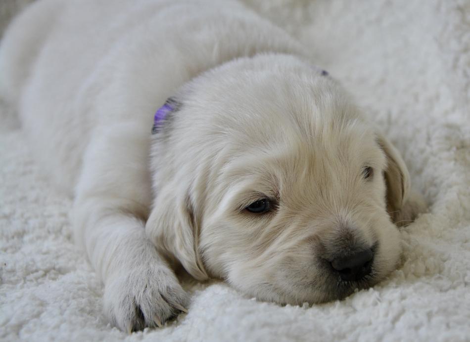 a little white dog on a blanket