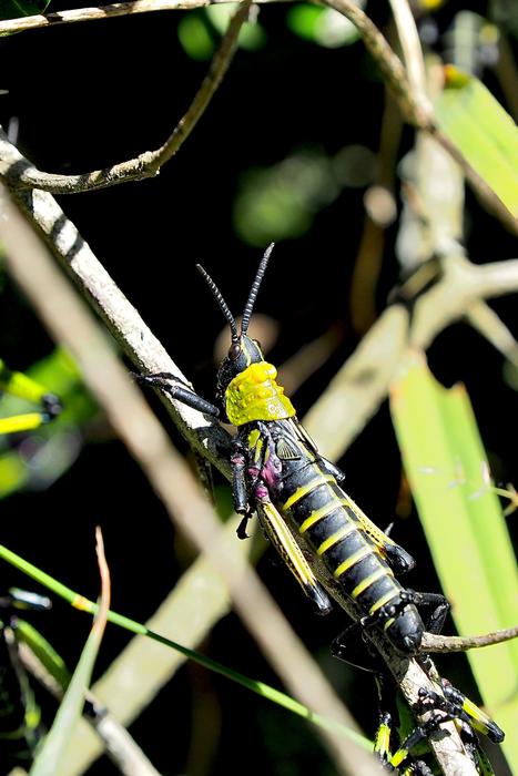 black yellow beetle green