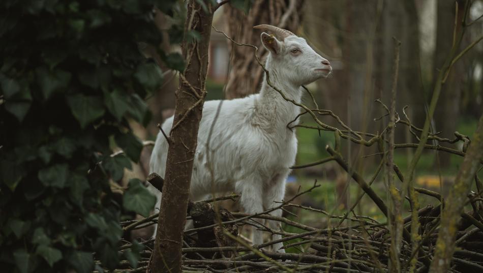 white goat in the woods