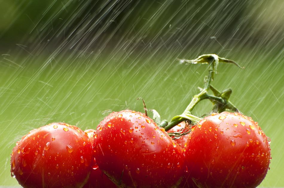 garden tomatoes in water drops