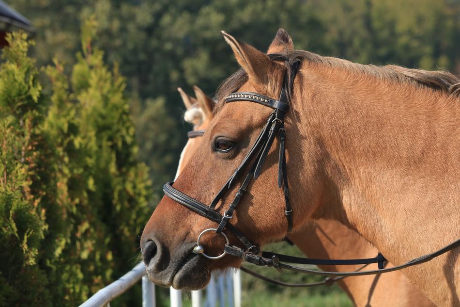 a brown horse with a black reins.