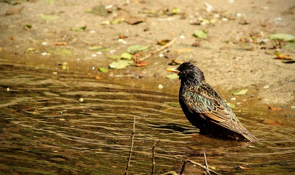blackbird with beautiful plumage