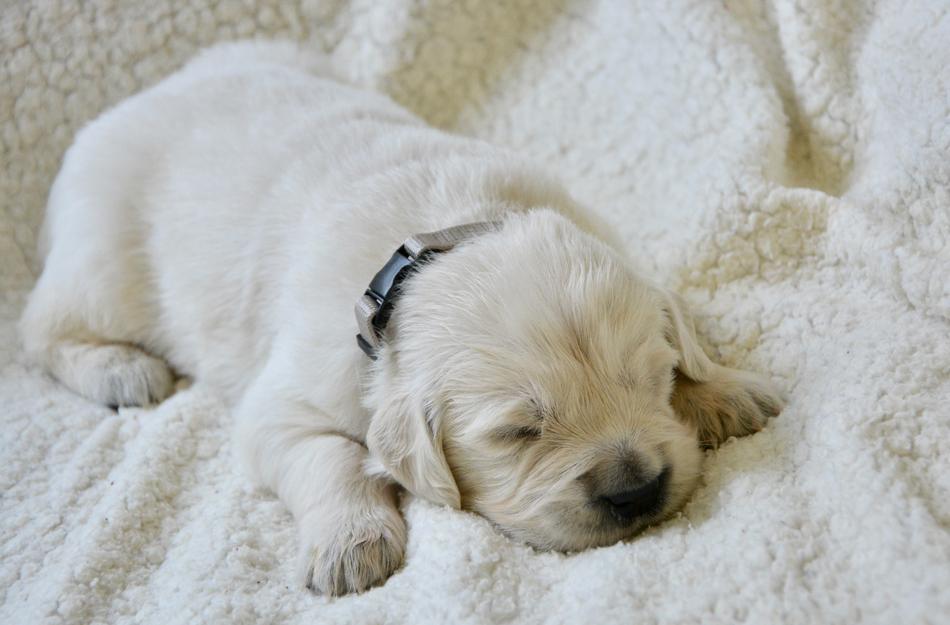 white puppy pet