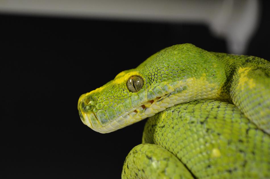 green python snake is beautiful