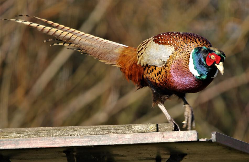 a beautiful bird with colorful oppertory.