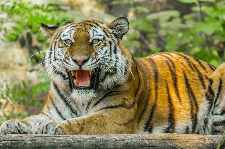 orange tiger with its mouth open