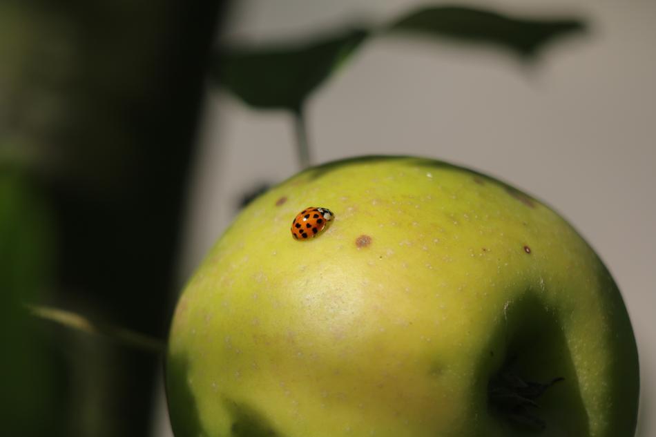 red beetle fruit
