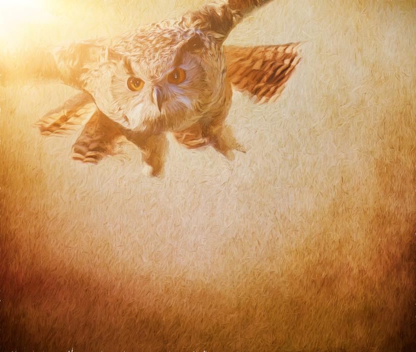 owl bird bird animal drawing