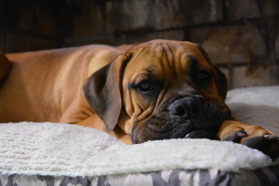 lazy boxer dog