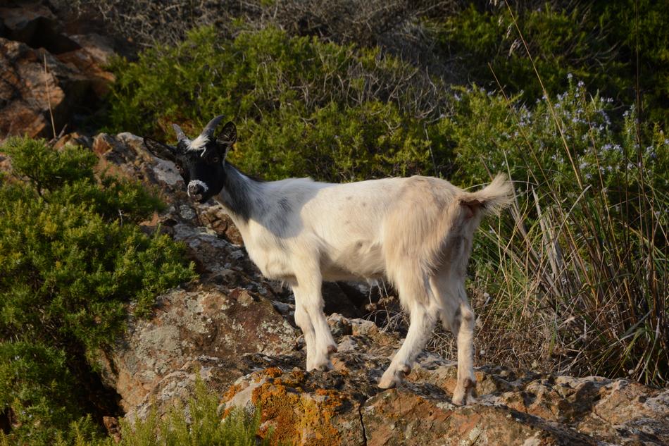 wild goats in the mountains