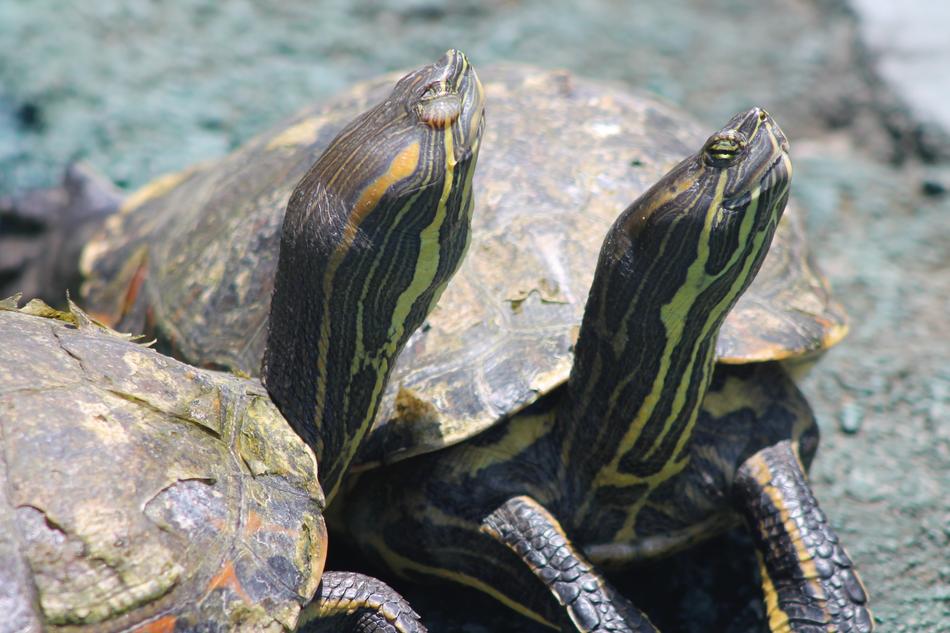 turtle green is a beautiful sight