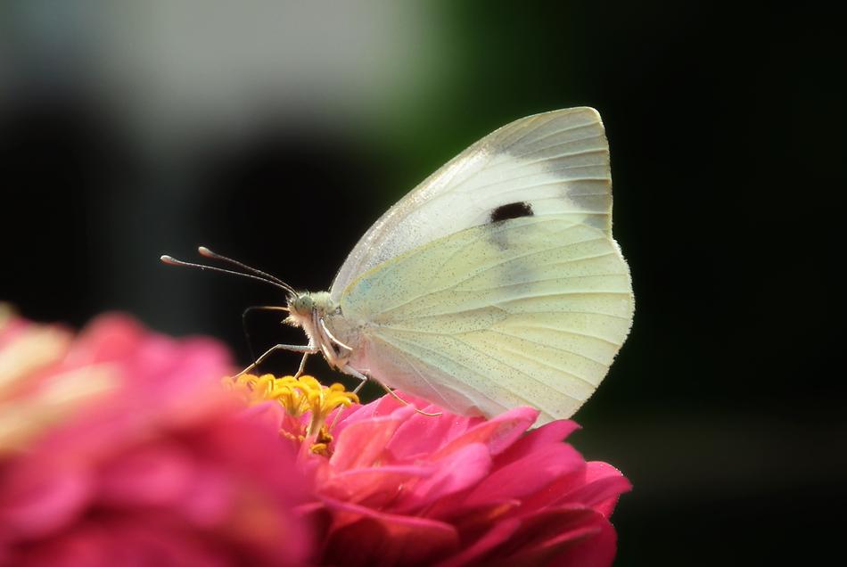 a butterfly on point with a pink flower.