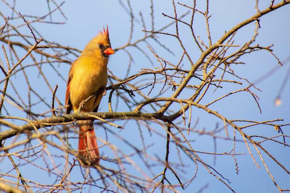 yellow bird in the trees