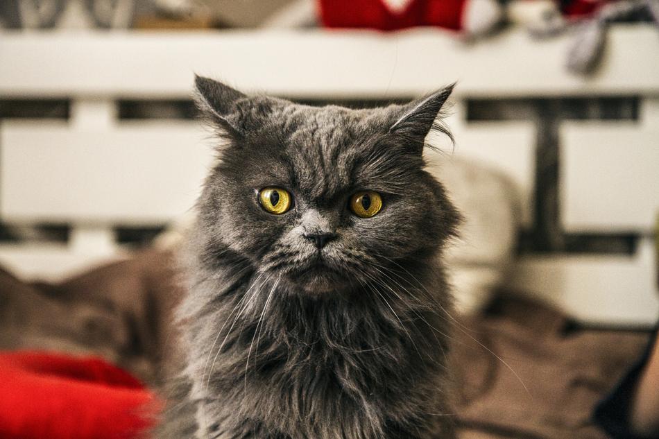 black fluffy cat at home
