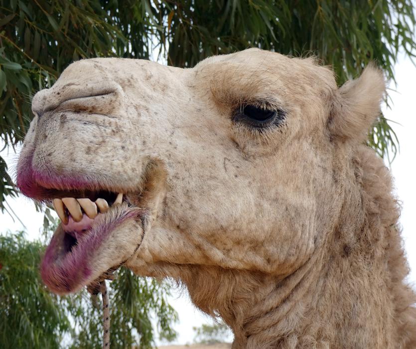 camel head view landscape