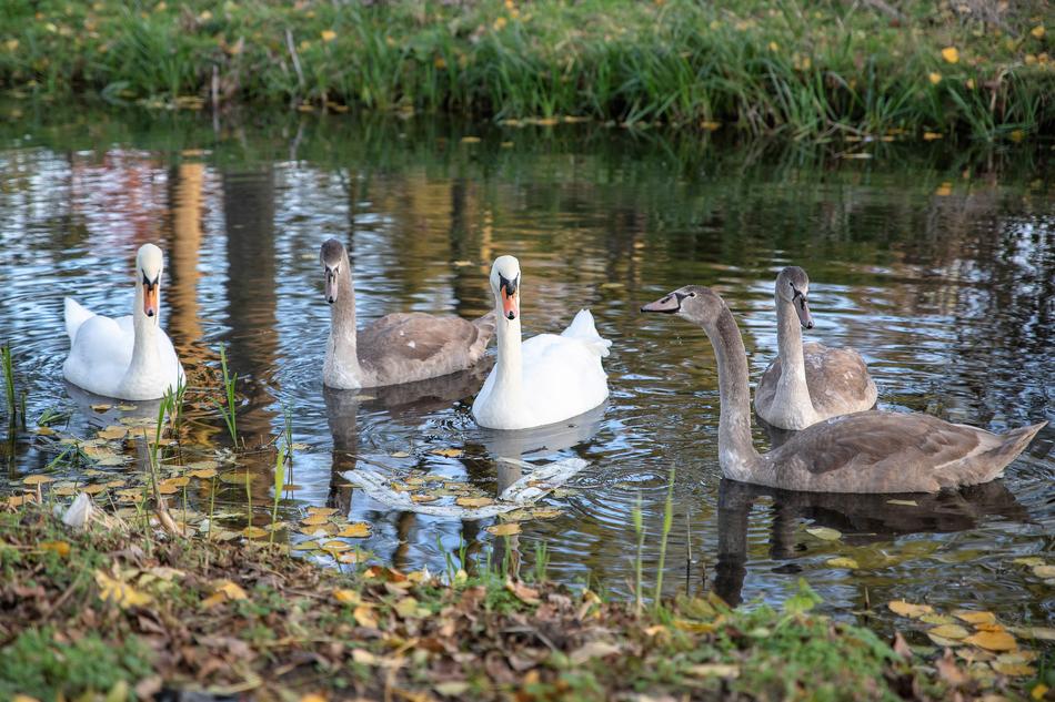 birds swans lake view