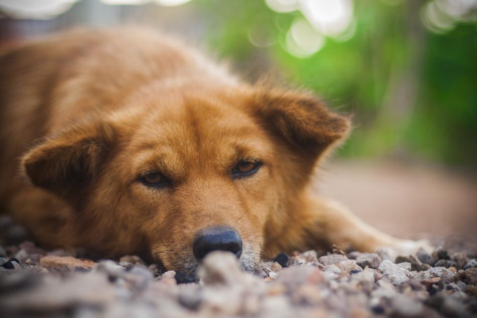 red dog, cute red dog black nose.