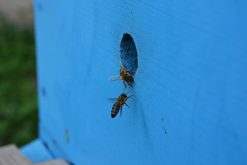 blue background with butterflies