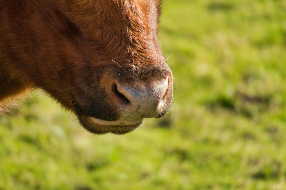 brown cow nose green