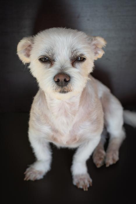 white dog small species