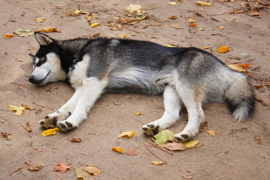 a black dog lying in the foliage