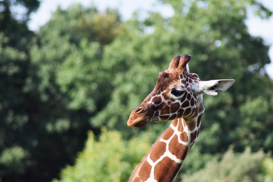 ginger giraffe with spots