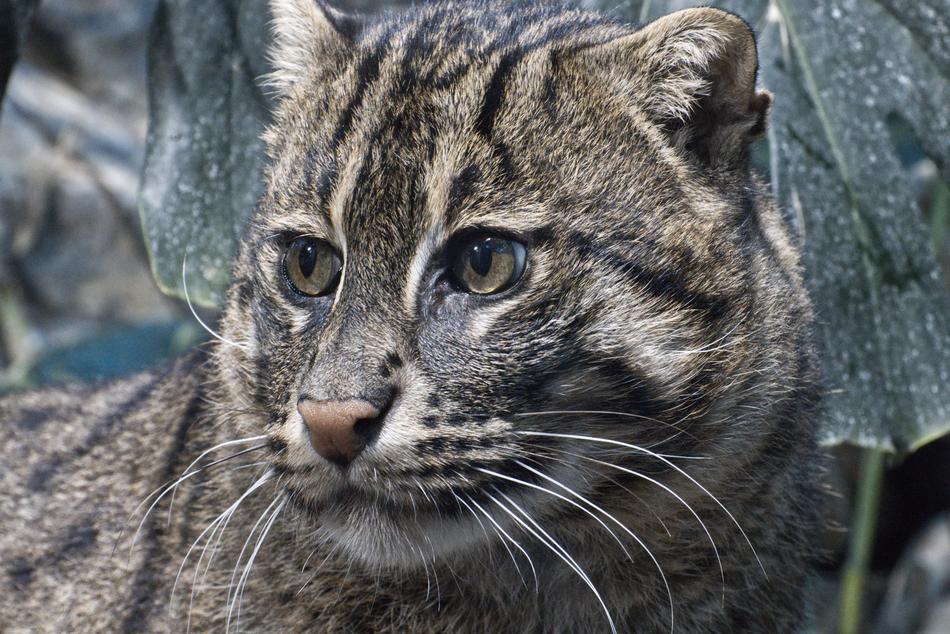 wild cat with whiskers view
