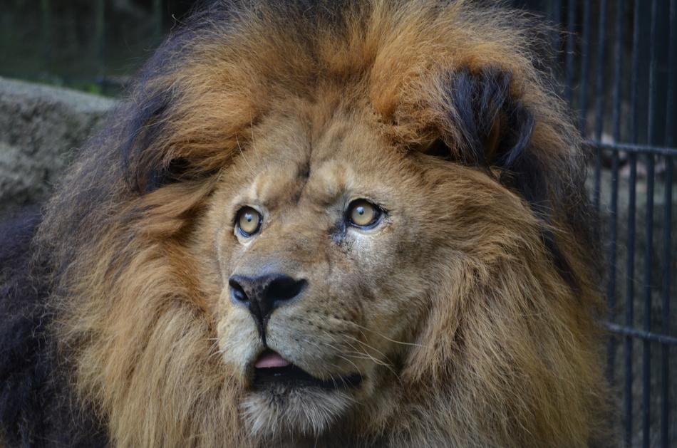 lion tongue black nose view