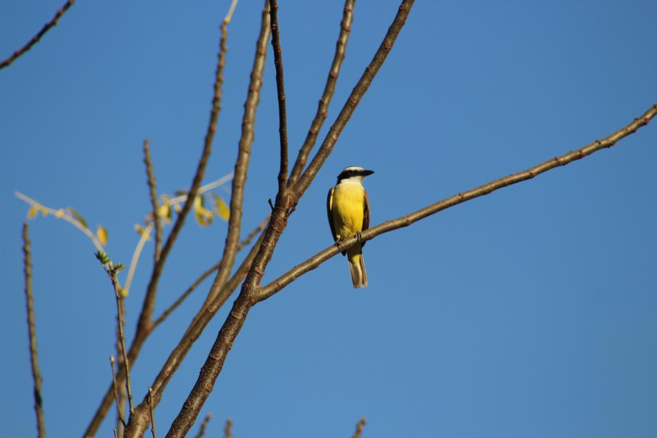 a small bird on a blue background in the branches.