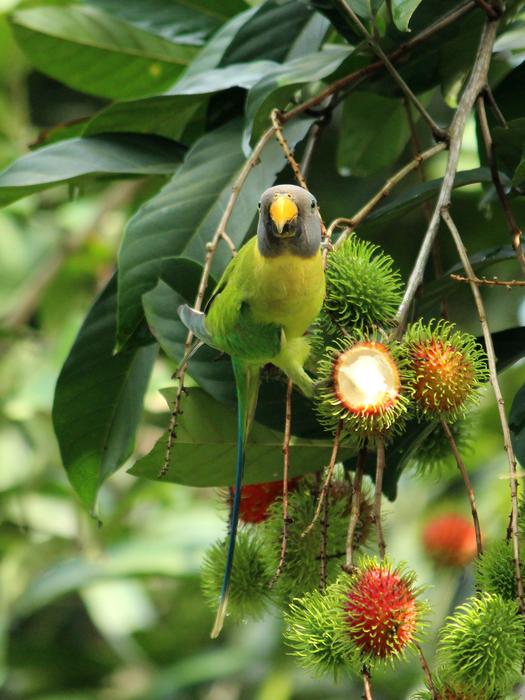 bird on a branch with flowers